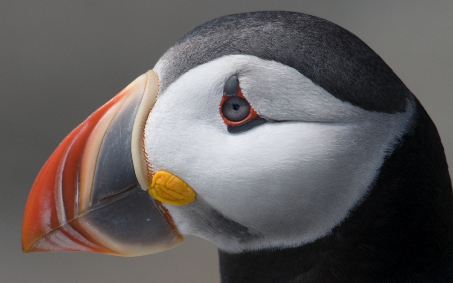 Puffin close-up. Puffin close-up.